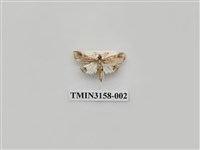 藏品(螟蛾315)的圖片